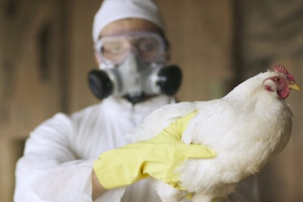 Bird Flu Warning 2025 – Experts Warn of Possible Pandemic Bird flu virus illustration – H5N1 strain under microscope
